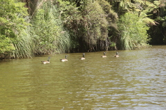 Branta canadensis maxima