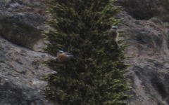 Ochthoeca oenanthoides