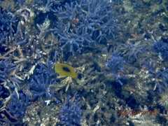Chaetodon speculum