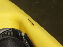 Xanthocnemis zealandica