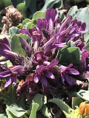 Aphyllon californicum californicum