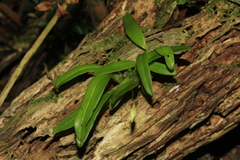 Bulbophyllum lingulatum