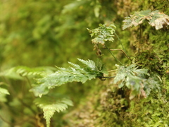 Abrodictyum elongatum