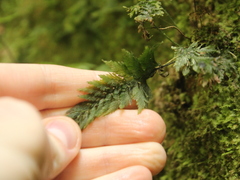 Abrodictyum elongatum