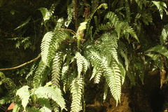 Blechnum chambersii