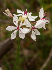Sidymella rubrosignata