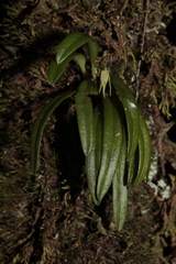 Bulbophyllum lingulatum