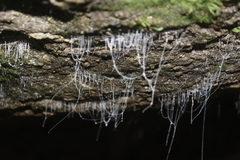 Arachnocampa luminosa