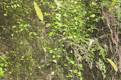 Hydrocotyle heteromeria