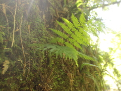 Leptopteris hymenophylloides