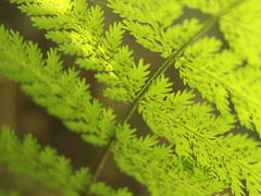 Leptopteris hymenophylloides