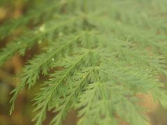 Leptopteris hymenophylloides