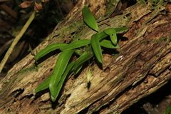 Bulbophyllum lingulatum