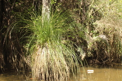 Carex secta