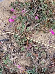 Indigofera declinata