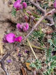 Indigofera declinata