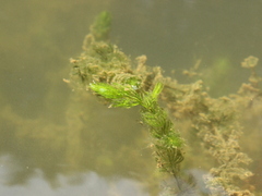 Elodea canadensis