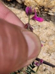Indigofera declinata