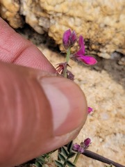 Indigofera declinata