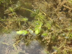Elodea canadensis