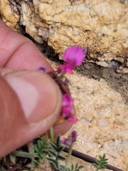 Indigofera declinata