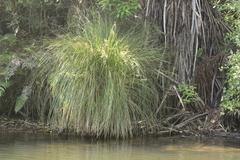 Carex secta