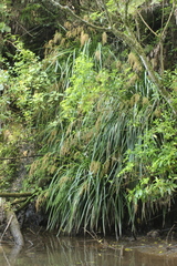 Machaerina sinclairii