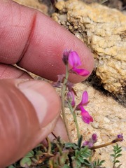 Indigofera declinata