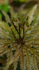 Hypopterygiaceae