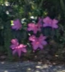 Rhododendron indicum