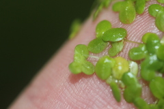 Lemna disperma
