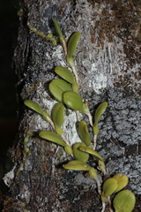 Bulbophyllum