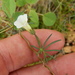 Ipomoea costellata edwardsensis - Photo (c) Bob O'Kennon,  זכויות יוצרים חלקיות (CC BY-NC), uploaded by Bob O'Kennon