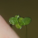 Landoltia punctata - Photo (c) Joe Dillon,  זכויות יוצרים חלקיות (CC BY), הועלה על ידי Joe Dillon