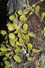 Bulbophyllum