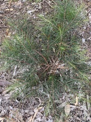 Banksia spinulosa