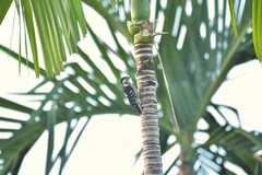 Yungipicus canicapillus