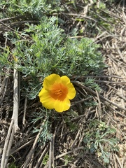 Eschscholzia