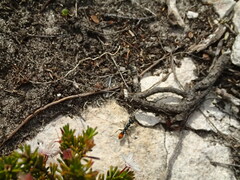 Myrmecia mandibularis