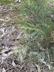 Banksia spinulosa