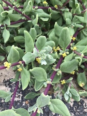 Tetragonia