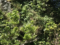 Urtica ferox