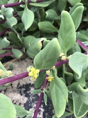 Tetragonia