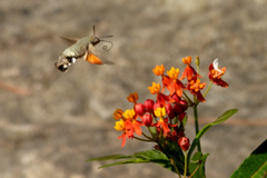 Macroglossum stellatarum
