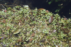 Azolla rubra