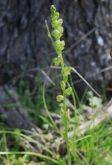 Pterostylis mutica