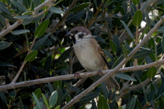 Passer montanus