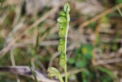 Pterostylis mutica