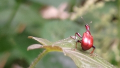 Paratrachelophorus nodicornis