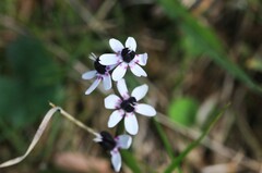 Wurmbea biglandulosa